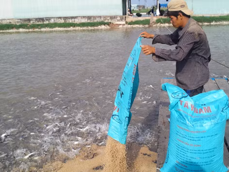 Người nuôi cá tra đang chịu thiệt thòi khi phải gánh nhiều loại phí từ việc nhập khẩu nguyên liệu thức ăn chăn nuôi. Ảnh: thuận an