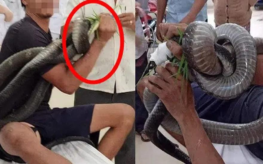 Năm 2020, Bệnh viện Chợ Rẫy đã cứu sống 3 người bị rắn hổ mang chúa cắn. Năm 2020, Bệnh viện Chợ Rẫy đã cứu sống 3 người bị rắn hổ mang chúa cắn.