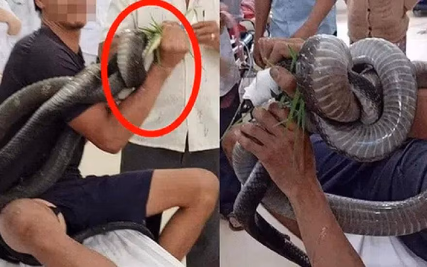 Năm 2020, Bệnh viện Chợ Rẫy đã cứu sống 3 người bị rắn hổ mang chúa cắn. Năm 2020, Bệnh viện Chợ Rẫy đã cứu sống 3 người bị rắn hổ mang chúa cắn.