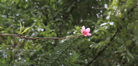 Những người dân địa phương cho biết, năm nào cây đào lạ này cũng nở hoa vào dịp tháng 9, 10. Có thể một phần nguyên nhân là thời tiết ở La Pán Tẩn lạnh sớm hơn.