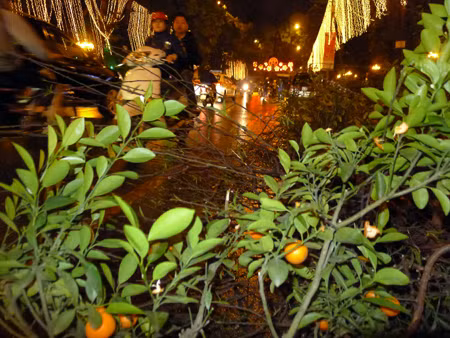 Những cành đào, cây quất vứt bên lề đường