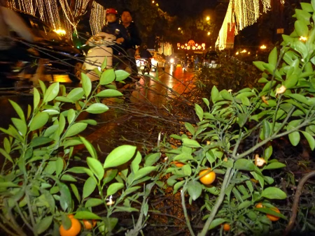 Những cành đào, cây quất vứt bên lề đường