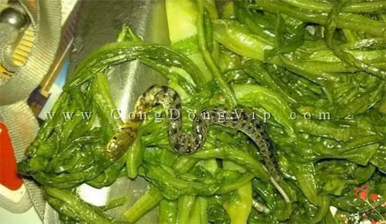 Rắn trong suất cơm trưa