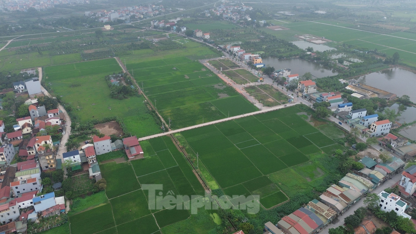 Một khu đất trồng lúa trên trên địa bàn thành phố Hà Nội.