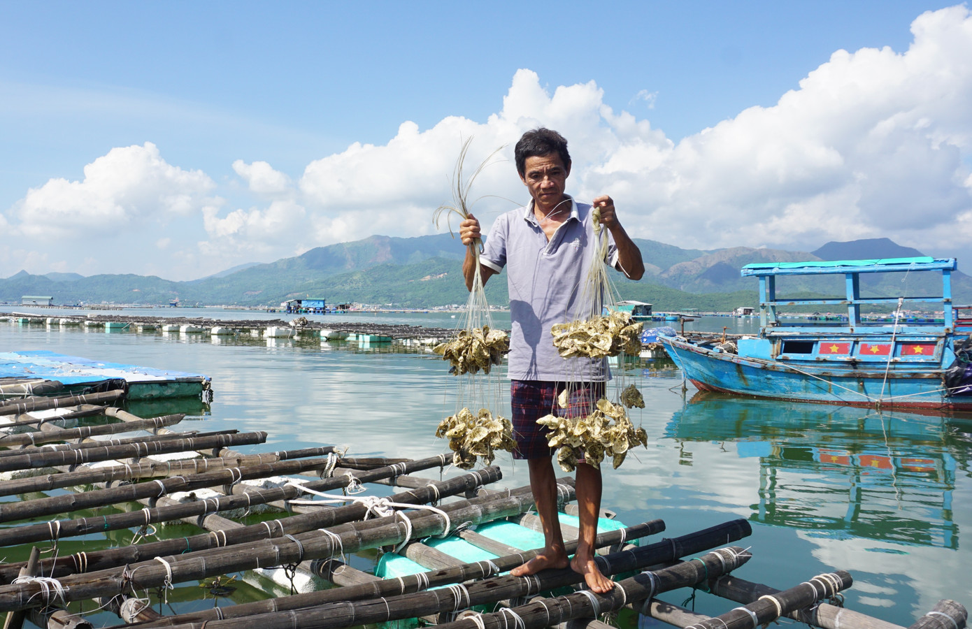 Hàng tấn hàu của người dân nuôi ở đầm Nha Phu bị chết. Ảnh: L.H.