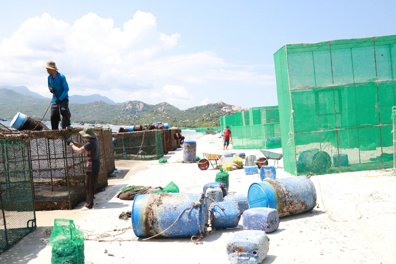 Chủ tịch UBND TP Cam Ranh Lê Ngọc Thạch khẳng định việc nuôi tôm hùm ở ven biển Bình Lập là tự phát, không nằm trong vùng quy hoạch nuôi trồng thuỷ sản ở ven bờ vịnh Cam Ranh.