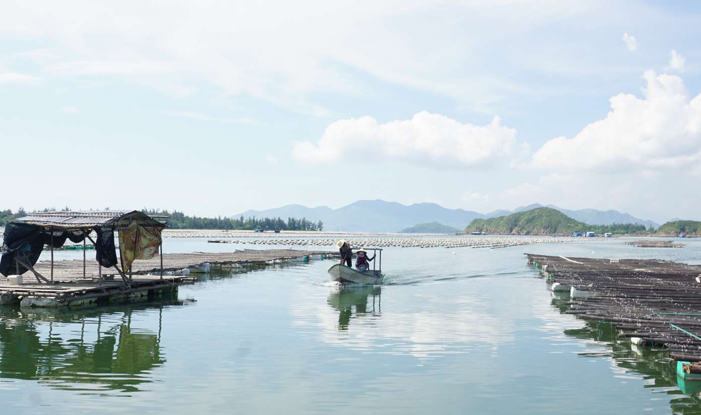 Người nuôi hàu ở đầm Nha Phu "điêu đứng" vì hàu chết hàng loạt. Ảnh: L.H.