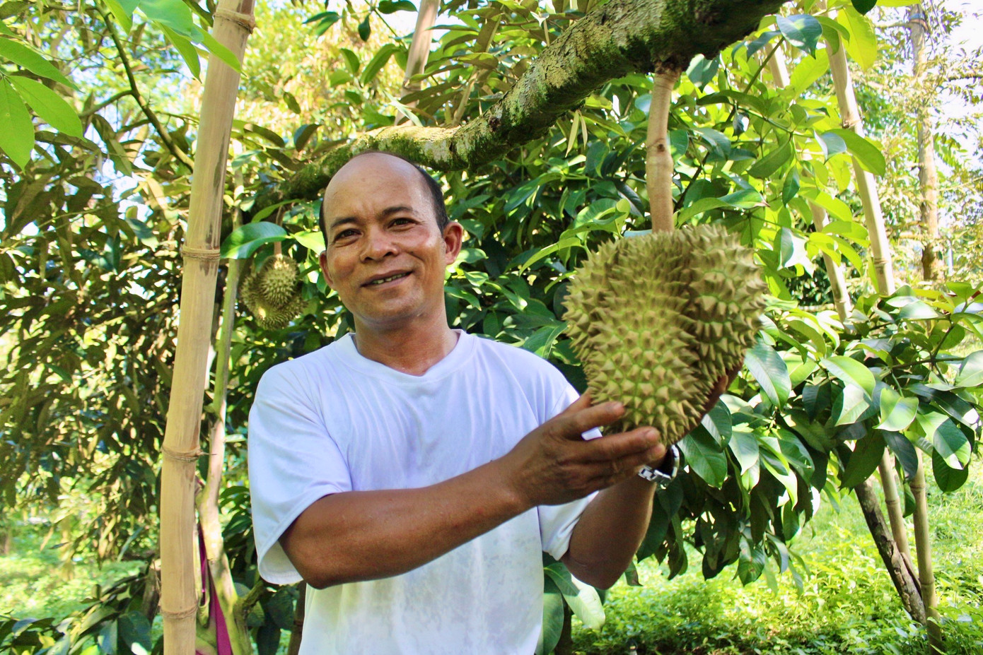 Sầu riêng đã góp phần xoá đói giảm nghèo cho người dân huyện Khánh Sơn. Ảnh: K.N. Sầu riêng đã góp phần xoá đói giảm nghèo cho người dân huyện Khánh Sơn. Ảnh: K.N.