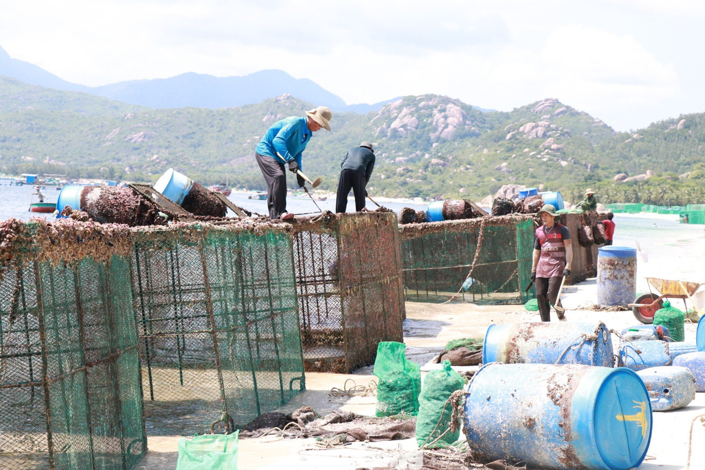 Chủ lồng bè nuôi tôm hùm thuê người cạo rác thải từ các lồng nuôi xuống bãi biển Bình Lập.