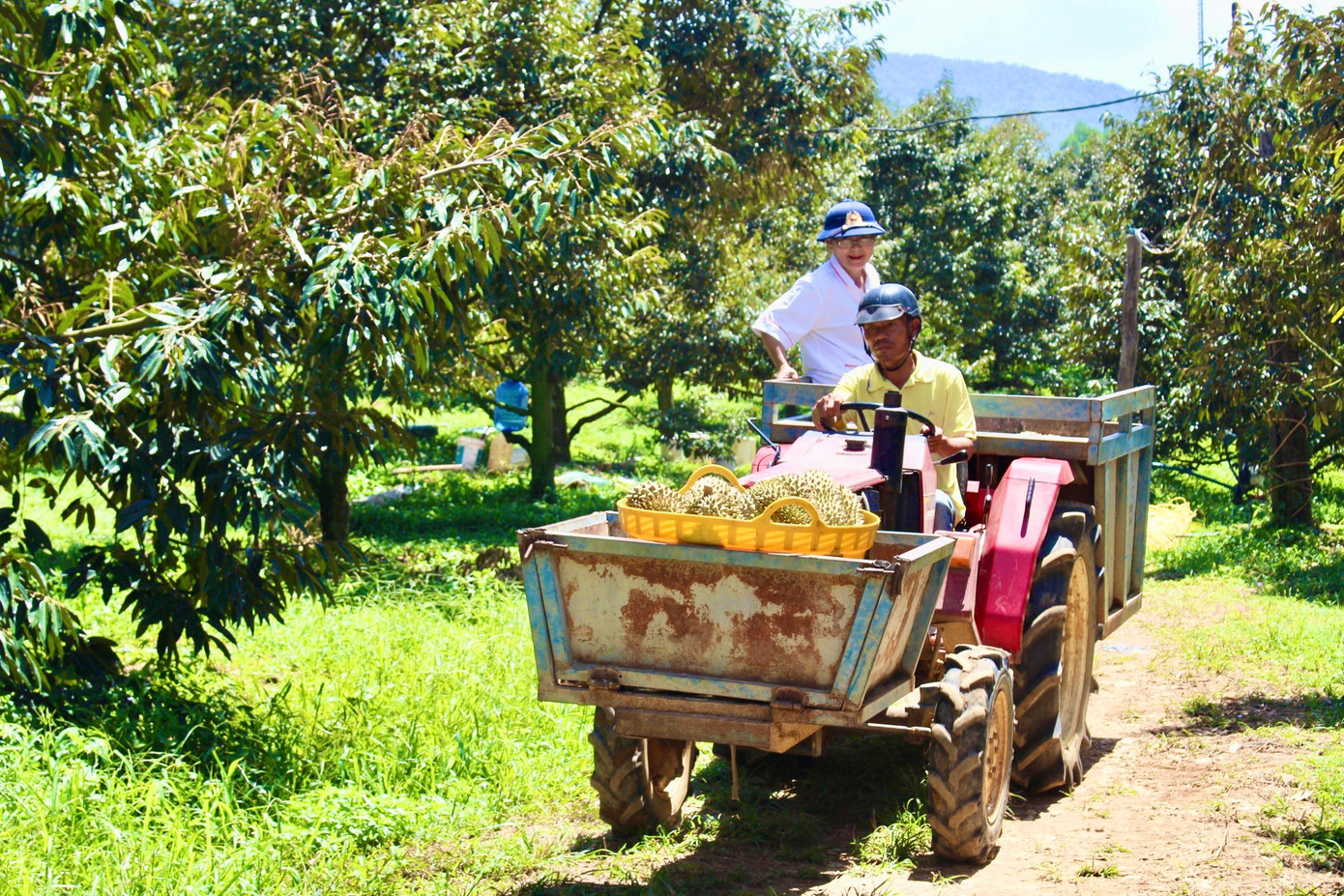 Người dân huyện miền núi Khánh Sơn thu hoạch sầu riêng. Ảnh: Khánh Nguyên. Người dân huyện miền núi Khánh Sơn thu hoạch sầu riêng. Ảnh: Khánh Nguyên.