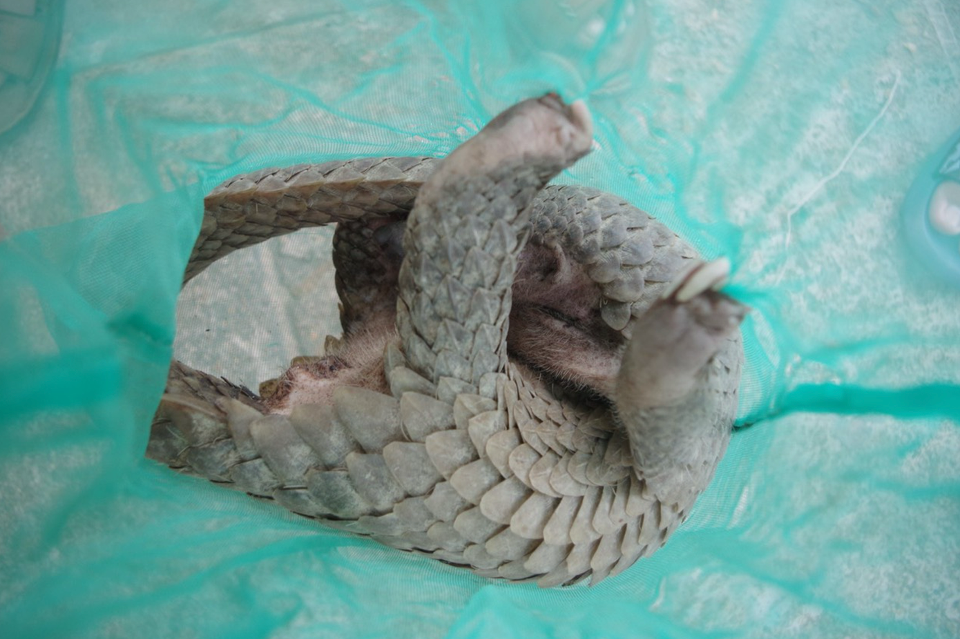 Một cá thể Tê tê Java quý hiếm được phát hiện trên xe máy bà Đủ. Ảnh: Công an TP Tuy Hòa. Một cá thể Tê tê Java quý hiếm được phát hiện trên xe máy bà Đủ. Ảnh: Công an TP Tuy Hòa.