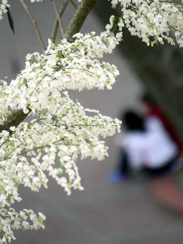 Hình ảnh sân trường lãng mạn mùa hoa sưa đã được lưu lại trong rất nhiều trang blog của các nữ sinh Hà Nội.