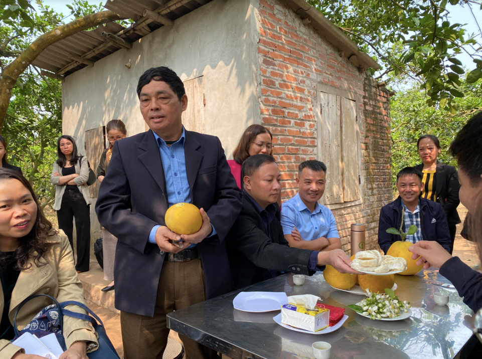 Ông Nguyễn Như Hảo - Chủ tịch Hội Sản xuất và kinh doanh bưởi Cát Quế, giới thiệu về bưởi Diễn. (Ảnh: Thu Loan) Ông Nguyễn Như Hảo - Chủ tịch Hội Sản xuất và kinh doanh bưởi Cát Quế, giới thiệu về bưởi Diễn. (Ảnh: Thu Loan)