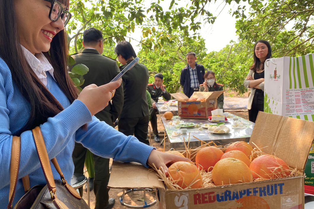 Bưởi Texas có màu đỏ cam, vị chua hơn bưởi Diễn. (Ảnh: Thu Loan) Bưởi Texas có màu đỏ cam, vị chua hơn bưởi Diễn. (Ảnh: Thu Loan)