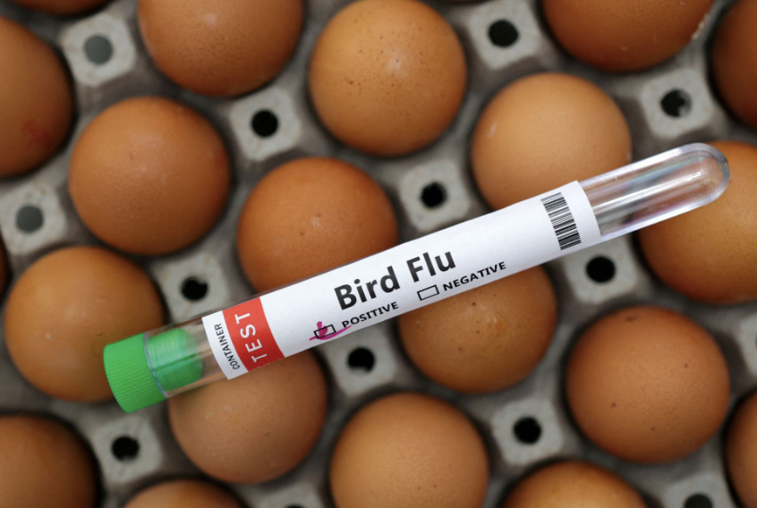 WHO cảnh báo dịch H5N1 đang diễn biến đáng lo ngại