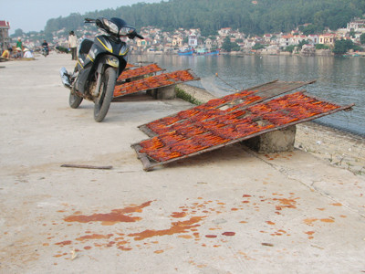 Cá sau khi tẩm ướp màu bằng phụ gia được mang phơi tại bờ đê biển ở xã Hải Bình, huyện Tĩnh Gia Ảnh: Hoàng Lam