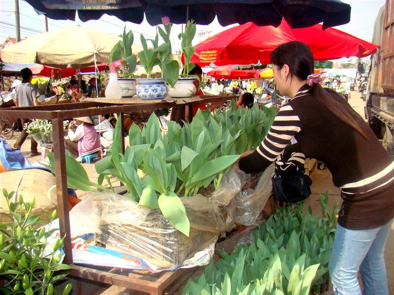 Hoa tuylip giống mới được lai tạo phù hợp với thời tiết miền Bắc