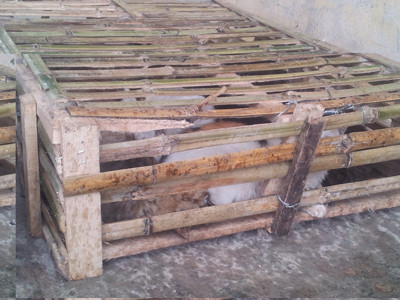 Mèo nhập lậu bị Trạm liên hợp Km 15 (Quảng Ninh) thu giữ. Ảnh: Th.D