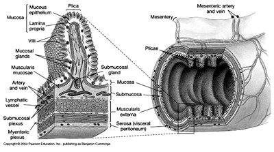 Hình minh họa: Cấu tạo niêm mạc trên lông nhung ruột (nguồn: internet)