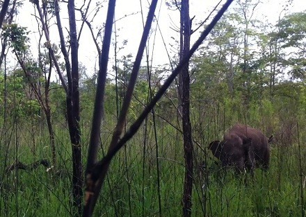 Chú voi hoang dã bị dính bẫy thường xuyên di chuyển nên gây khó khăn cho lực lượng cứu hộ. Chú voi hoang dã bị dính bẫy thường xuyên di chuyển nên gây khó khăn cho lực lượng cứu hộ