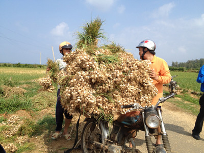 Thu hoạch tỏi. Ảnh: Dương Văn An