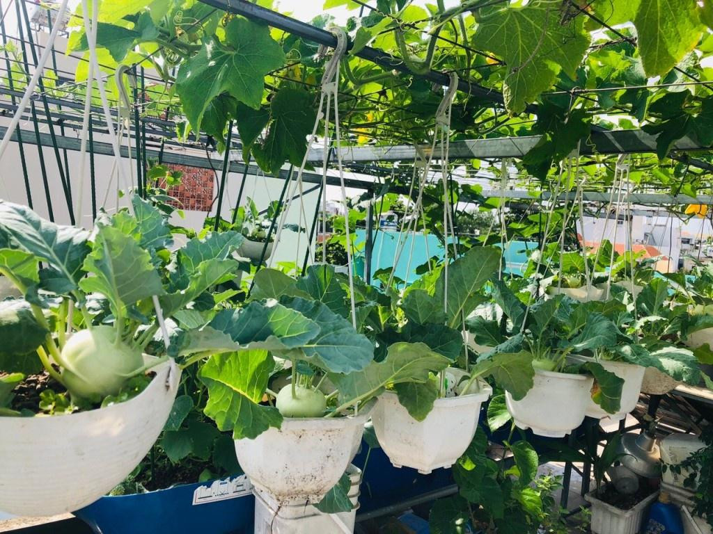 Thiết kế vườn đứng, vườn treo giúp tiết kiệm không gian hiệu quả cho những ngôi diện tích bề ngang hẹp. Thiết kế vườn đứng, vườn treo giúp tiết kiệm không gian hiệu quả cho những ngôi diện tích bề ngang hẹp.