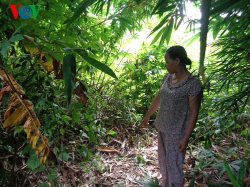 Bé gái sơ sinh bị bỏ rơi trong bụi tre, thân thể bám đầy dòi ảnh 1