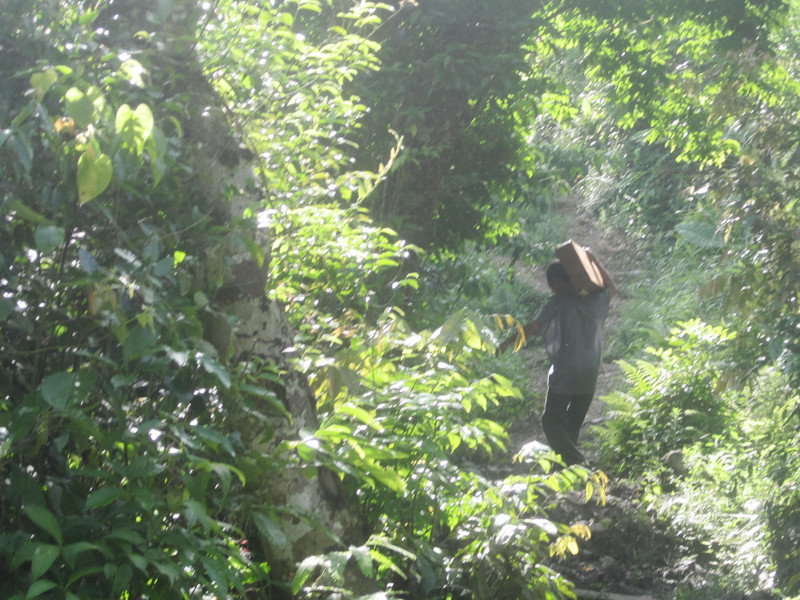 Lâm tặc vác gỗ trong rừng đặc dụng