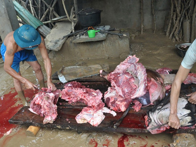 Một con bò chết trong lũ đã được xẻ thịt