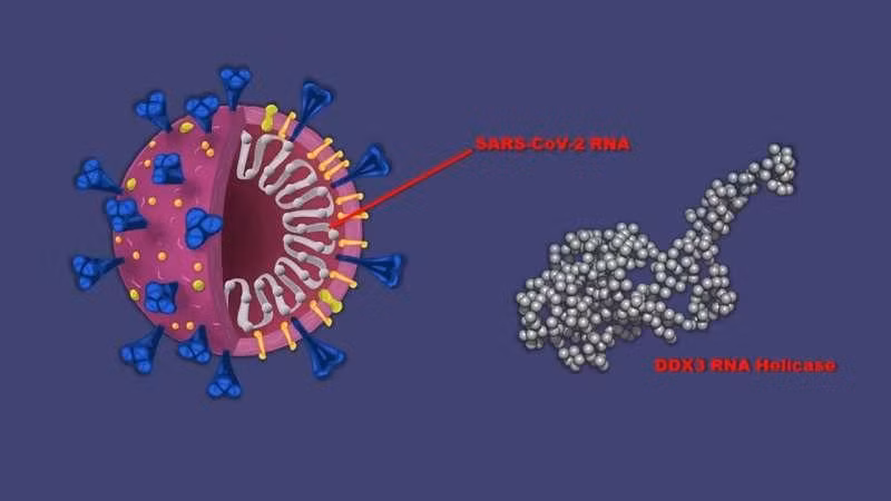 Mô hình nhân bản của SARS-CoV-2 9 (bên trái) và protein DDX3. Mô hình nhân bản của SARS-CoV-2 9 (bên trái) và protein DDX3.