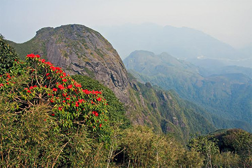  Leo Fan vào tháng 3, bạn sẽ được chiêm ngưỡng cả cánh rừng hoa đỗ quyên đỏ rực