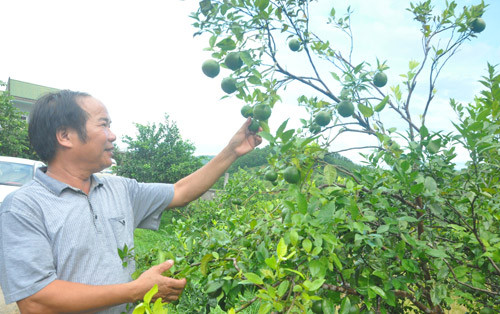 'Phù thủy' nông dân xem hướng để... trồng cam ảnh 1