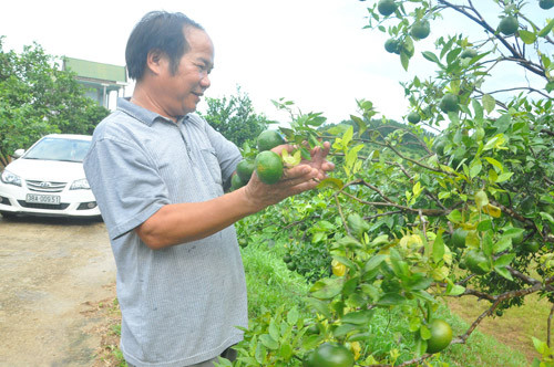 'Phù thủy' nông dân xem hướng để... trồng cam ảnh 2