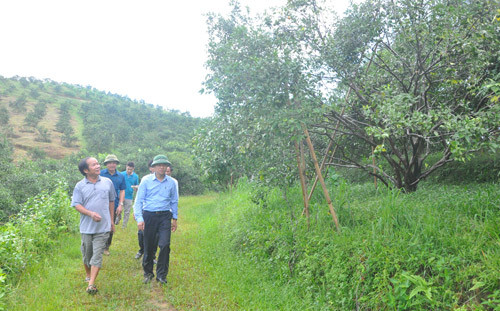 'Phù thủy' nông dân xem hướng để... trồng cam ảnh 3