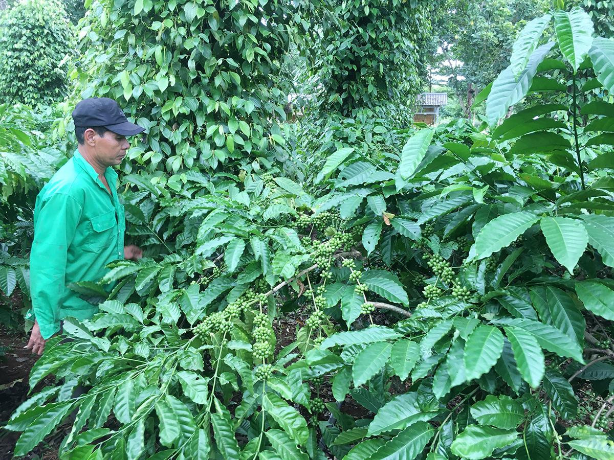 Mô hình sản xuất cà phê bền vững phát huy hiệu quả ở Krông Năng. Ảnh: A.P