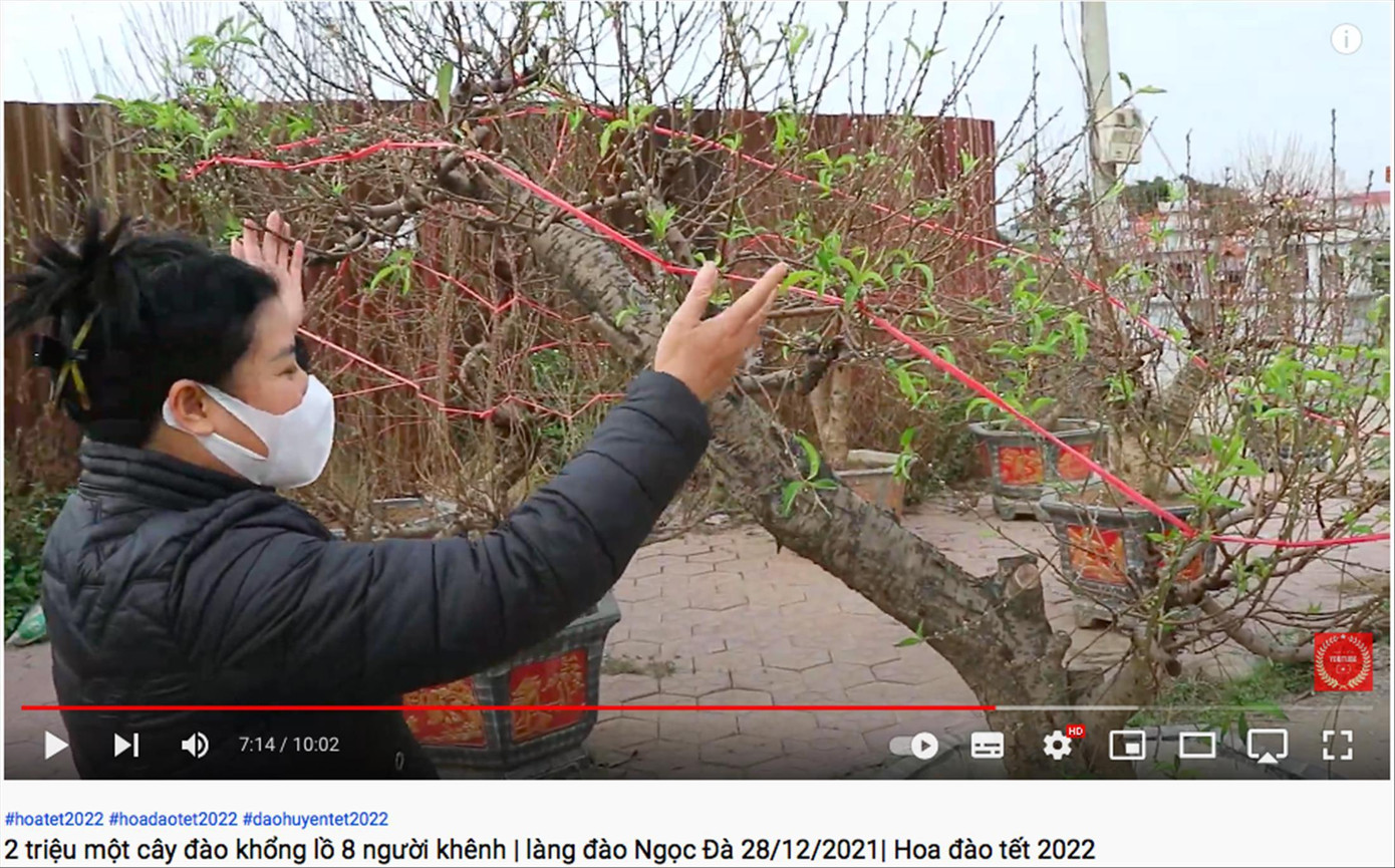 Nhà vườn giới thiệu, bán cây cảnh qua video trên mạng xã hội Nhà vườn giới thiệu, bán cây cảnh qua video trên mạng xã hội