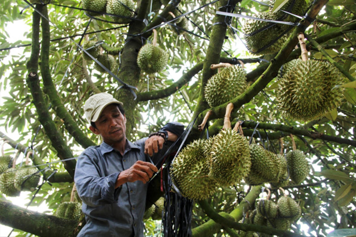 Theo các chuyên gia, đã đến lúc Việt Nam cần thay đổi toàn diện, sản xuất theo nhu cầu của thị trường Theo các chuyên gia, đã đến lúc Việt Nam cần thay đổi toàn diện, sản xuất theo nhu cầu của thị trường