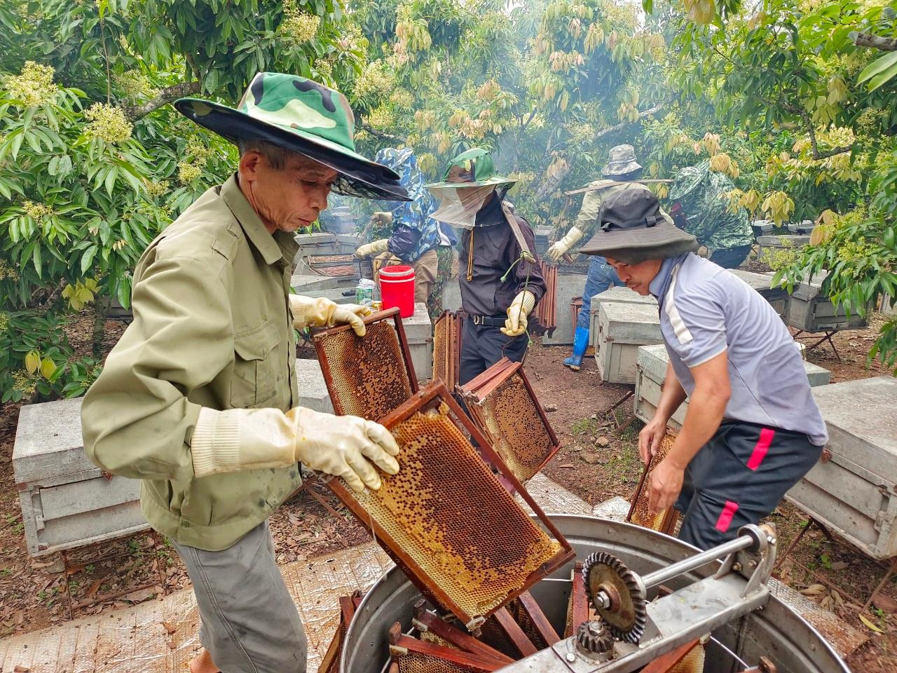 Cảnh buổi quay mật tại trại ong của anh Nguyễn Văn Cường
