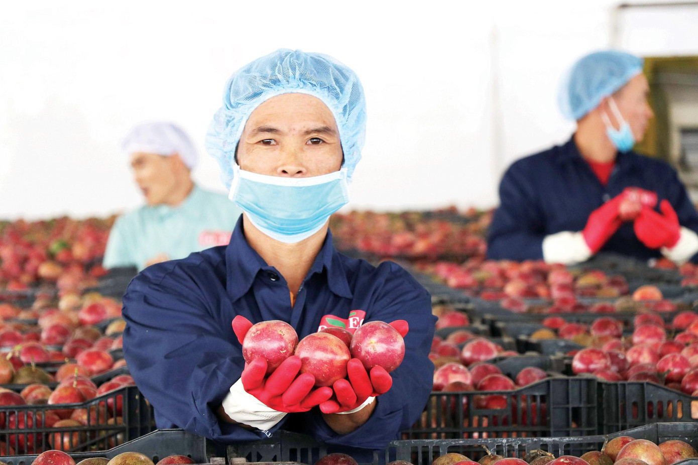 Sự tham gia của các doanh nghiệp đầu tư vào nông nghiệp, cả từ nghiên cứu, sản xuất, chế biến đã tạo nên diện mạo mới cho ngành nông nghiệp Việt Nam