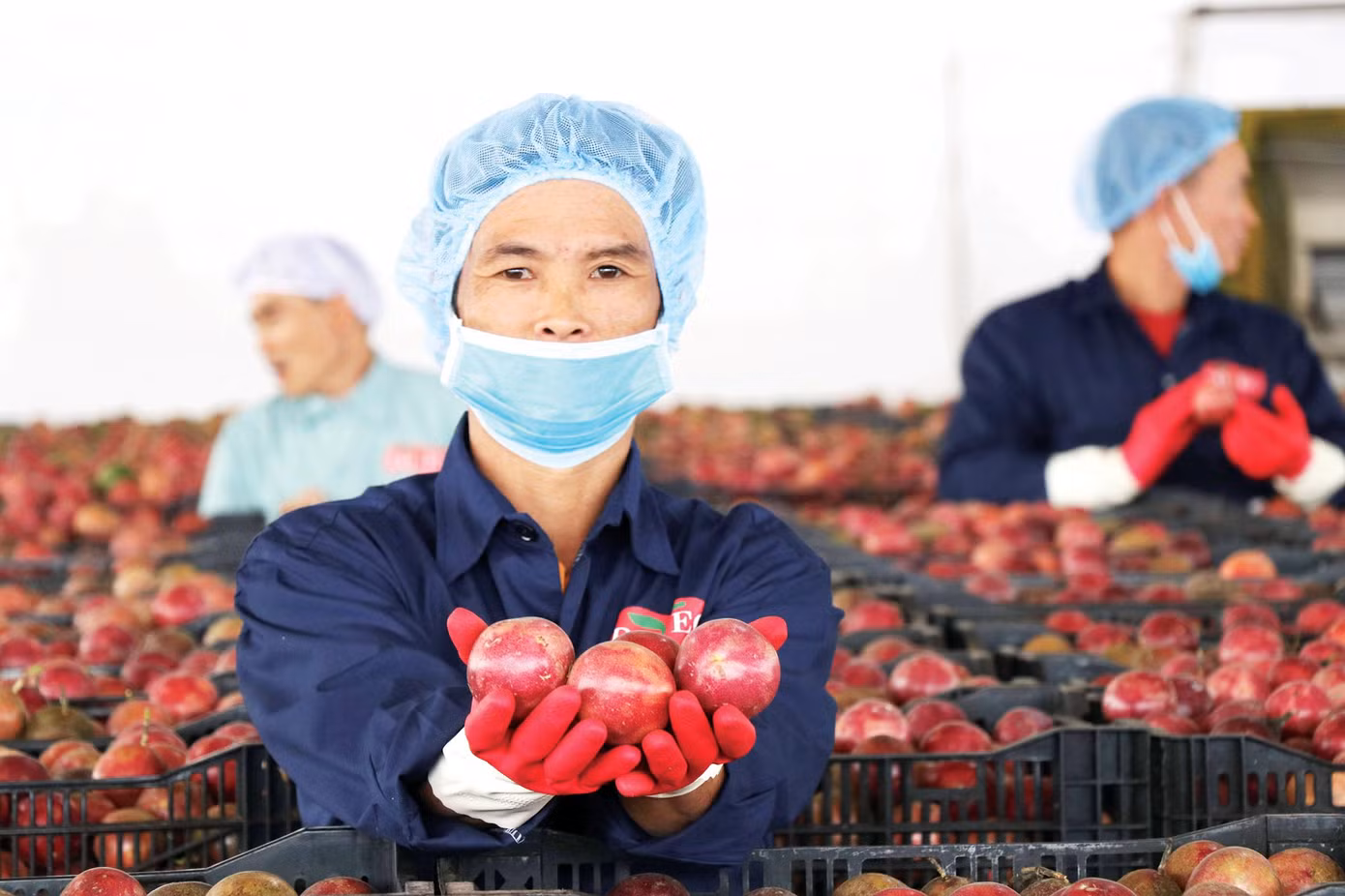 Sự tham gia của các doanh nghiệp đầu tư vào nông nghiệp, cả từ nghiên cứu, sản xuất, chế biến đã tạo nên diện mạo mới cho ngành nông nghiệp Việt Nam