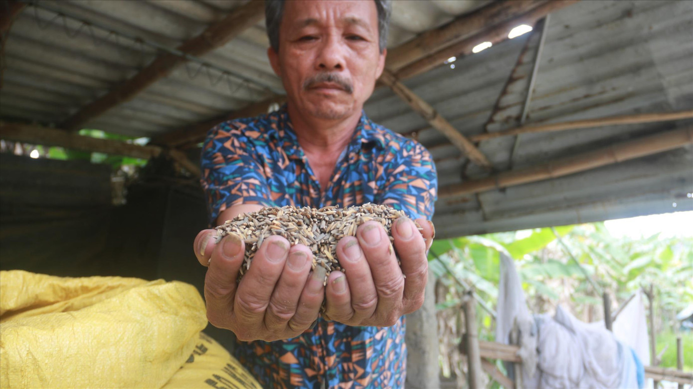 Lúa của người dân thôn Phước Thuận - Phước Hậu có màu đen, gạo không thể ăn được. Ảnh: Nguyễn Thành