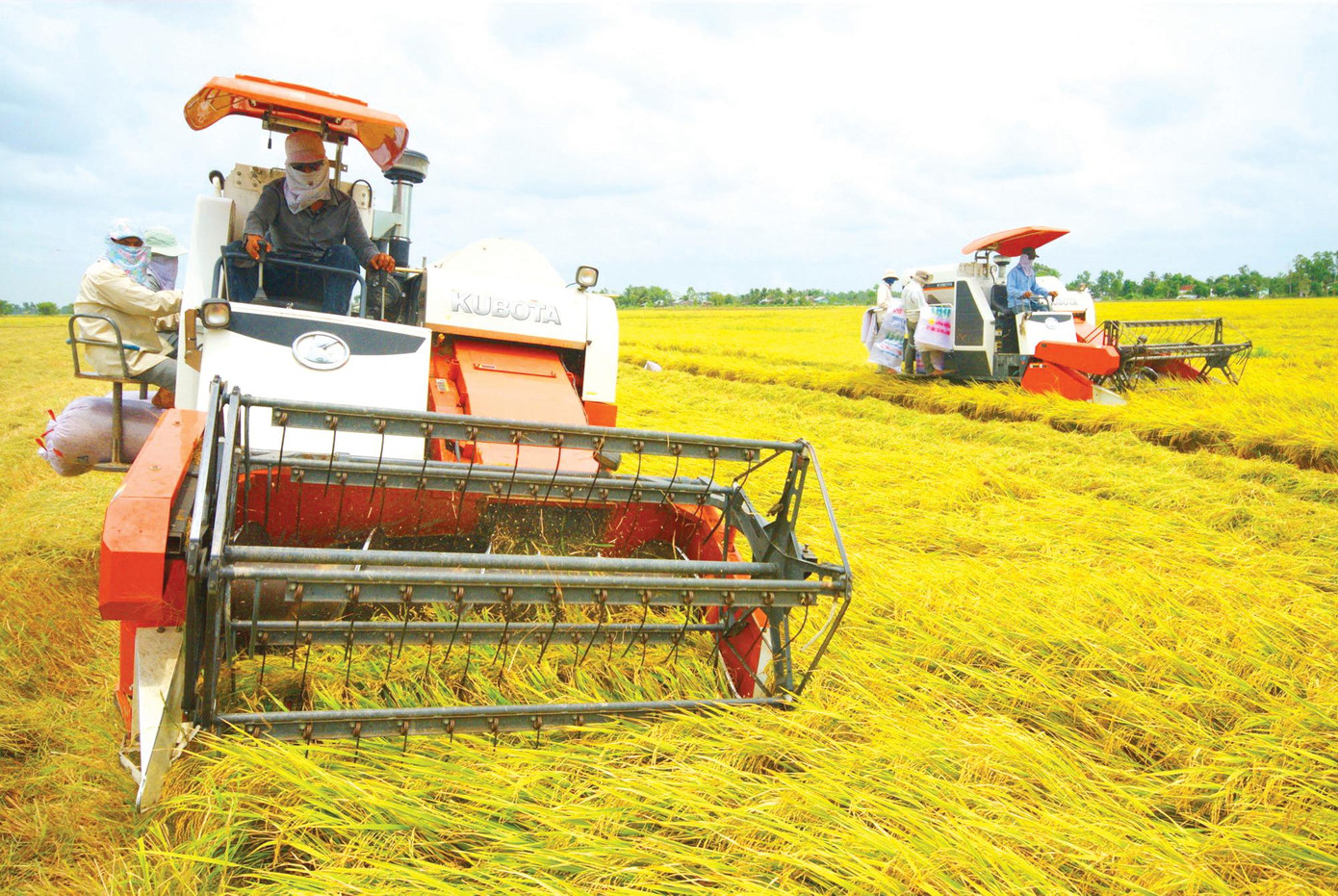 Nhờ bám sát thực tiễn, điều hành linh hoạt, sản xuất lúa năm qua đạt gần 44 triệu tấn, tăng 1,1 triệu tấn so với năm trước.