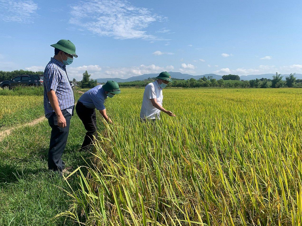 Lãnh đạo UBND huyện M’đrắk tham quan mô hình sản xuất lúa hữu cơ