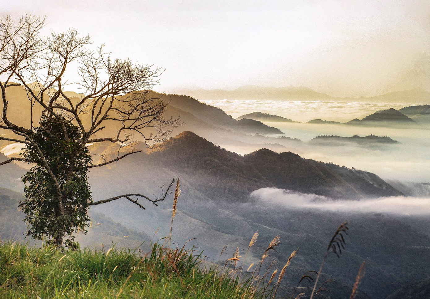 Mường Lống-nơi trồng, thu hái thảo dược nguyên liệu cho Trà thảo dược túi lọc TH true HERBAL vừa ra mắt cuối tháng 9