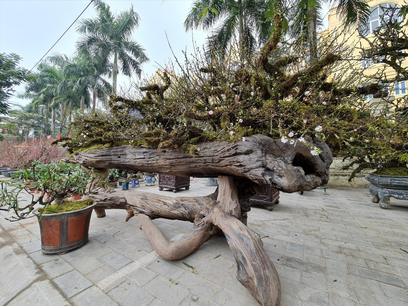 Nhất chi mai trăm triệu đồng/cây xuống phố Nhất chi mai trăm triệu đồng/cây xuống phố