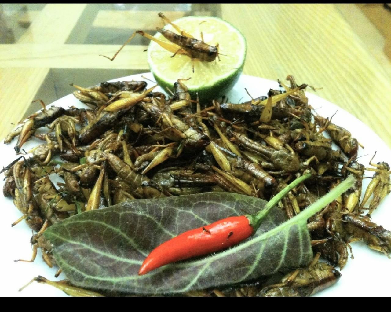 Châu chấu rang lá chanh. Ảnh: N.T