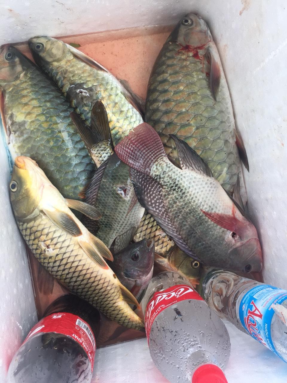 Ba chú cá bỗng, hai chú chép và vài chú rô phi, quá đủ cho bữa trưa của ba người Ba chú cá bỗng, hai chú chép và vài chú rô phi, quá đủ cho bữa trưa của ba người