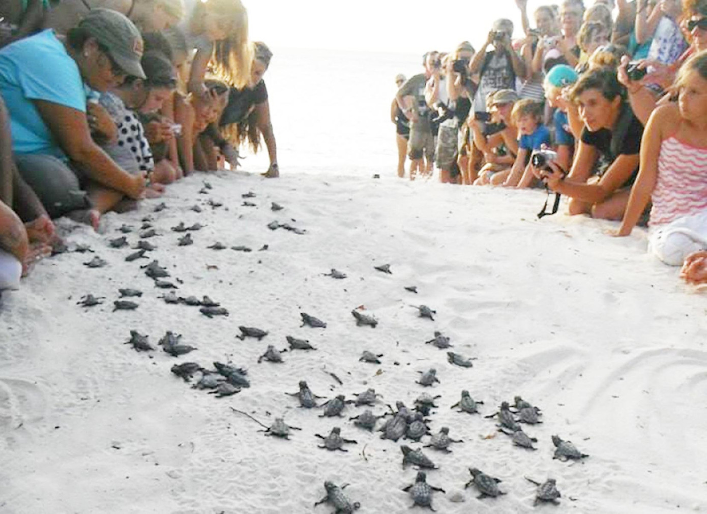 Được xem những chú rùa mới nở chạy về biển luôn tạo sự thích thú với du khách