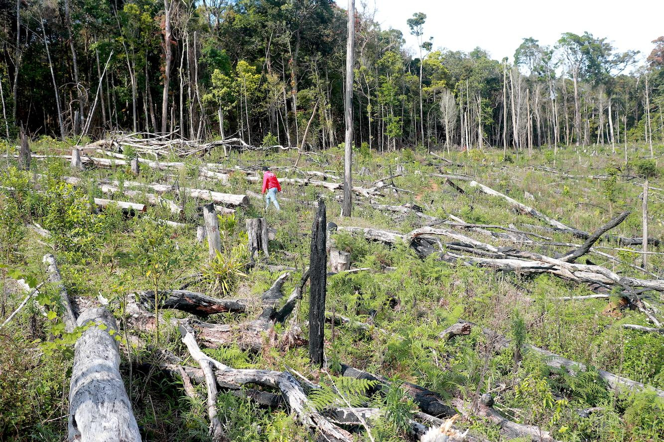 Rừng bị đốn hạ gần làng Kon Tu Rằng 2 (xã Măng Cành, huyện Kon Plông, Kon Tum)