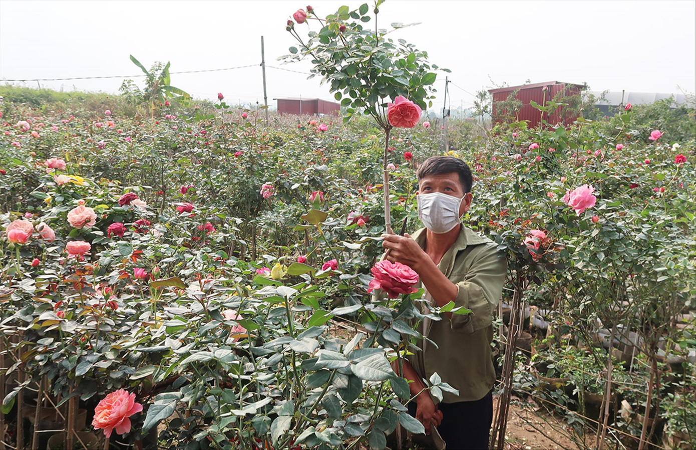 Anh Nguyễn Đức Mạnh (Nhà vườn Thủy Mạnh) đang cắt tỉa hồng để chuẩn bị cho dịp Tết Anh Nguyễn Đức Mạnh (Nhà vườn Thủy Mạnh) đang cắt tỉa hồng để chuẩn bị cho dịp Tết